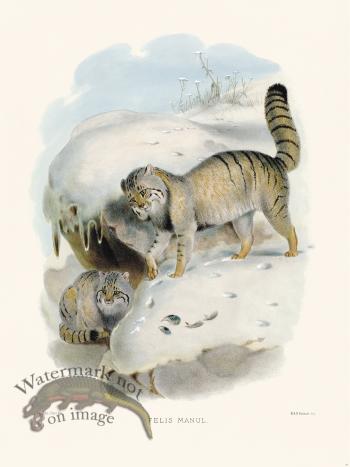 Elliot Cat 10 Pallas Cat